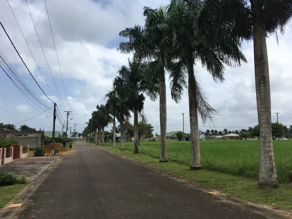 Palm Grove